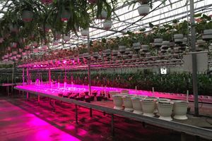 Как выбрать светодиодную фито лампу для подсветки растений на стеллажах фото