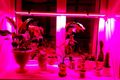 Переваги LED-освітлення растений фото