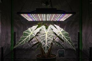 Может ли LED-фитолампа обжечь листья, даже если она почти не нагревается? фото