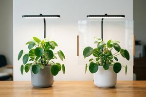 Работает ли фитолампа через стекло и сколько света теряется фото