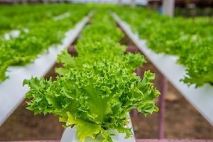 Найкращі рішення для вирощування салату у приміщенні фото