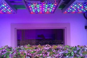 Нові низькопрофільні світлодіодні лампи для вирощування рослин для вертикального землеробства фото