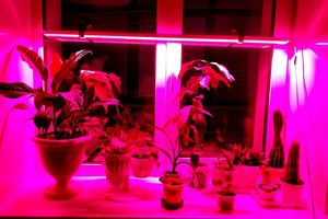 Преимущества LED-освещения растений фото