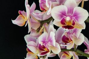 Поради щодо вирощування орхідей у приміщенні фото