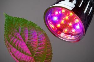 Повний список переваг світлодіодних світильників або найкращий варіант для кімнатних рослин фото
