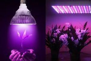 Світильники для рослин світлодіодні фото