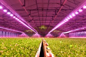 Технология УФ светодиодов для новых применений в сельском хозяйстве фото