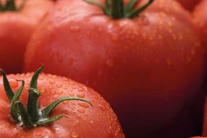 Цілорічне вирощування врожаю томатів фото