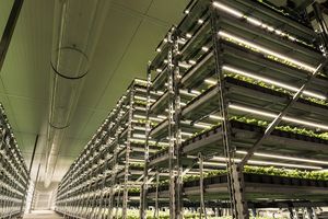 Вертикальні ферми та вирощування трав у теплицях з підсвічуванням LED фото