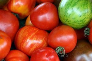 Вирощуємо помідори город та гідропоніка фото