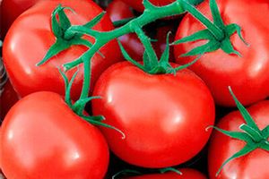 Вирощування здорової розсади томатів фото