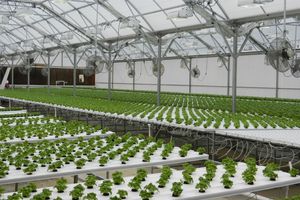 Вирощування зелені у Джорджії фото