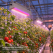 Професійний фітосвітильник TOPLENS 150W для теплиць і оранжерей RPD-TOPLENS-150W фото 3