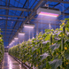 Професійний фітосвітильник TOPLENS 150W для теплиць і оранжерей RPD-TOPLENS-150W фото 6