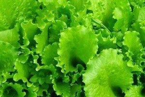 Особливості вирощування салату під світлодіодами фото