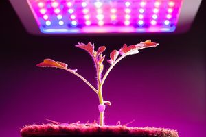 Як вирощувати рослини за допомогою фіто ламп фото