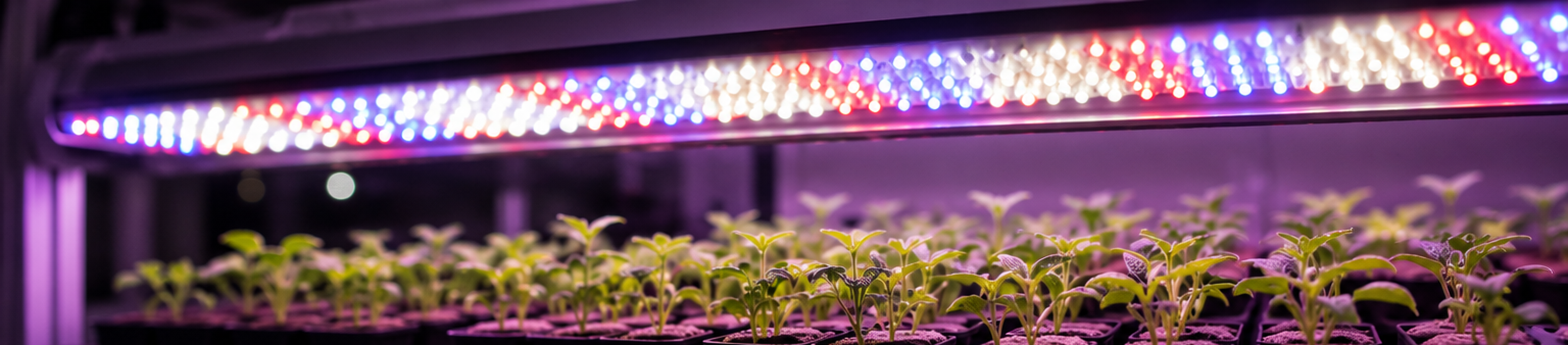 Розсада під LED-освітленням